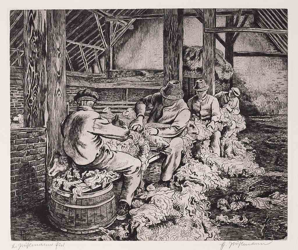 Schafschur in Börger